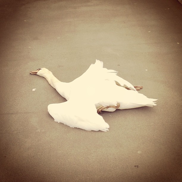 Klafbrön Malmö - Dead Swan